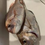すっかり秋♪魚が釣れてます!