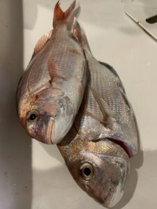 すっかり秋♪魚が釣れてます！