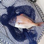 年末も鯛が釣れるかな…♪