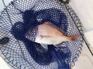 年末も鯛が釣れるかな…♪