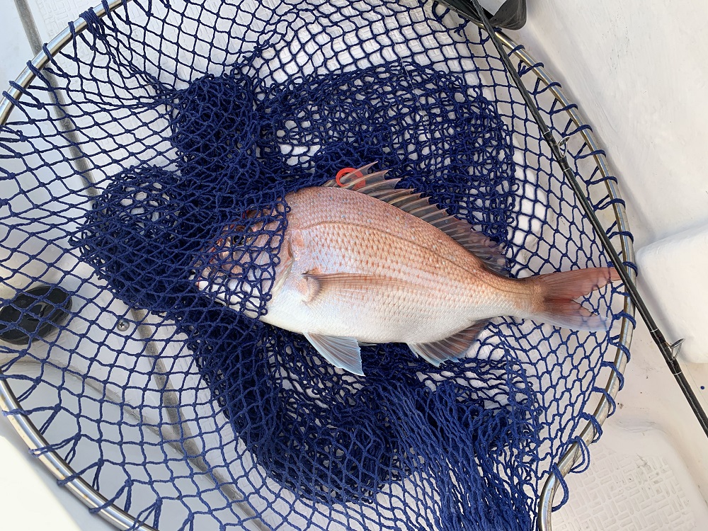 年末も鯛が釣れるかな…♪